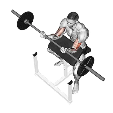 Animated demonstration: barbell preacher curl — target biceps