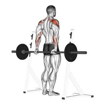 Animated demonstration: barbell rear delt raise — target delts