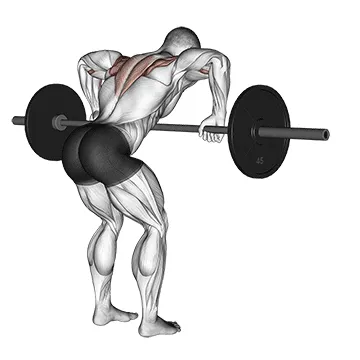 Animated demonstration: barbell rear delt row — target delts