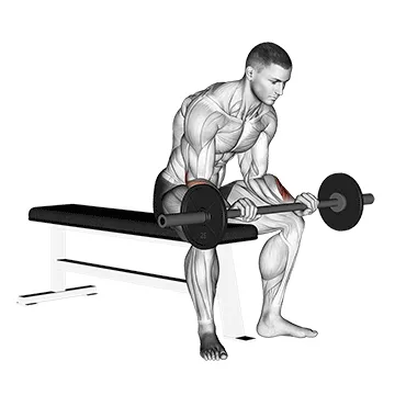 Animated demonstration: barbell revers wrist curl v. 2 — target forearms