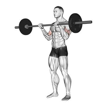 Animated demonstration: barbell reverse curl — target biceps