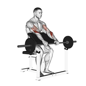 Animated demonstration: barbell reverse preacher curl — target biceps