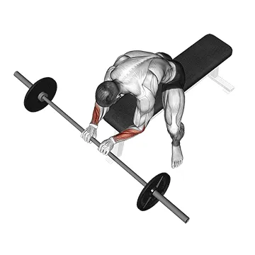 Animated demonstration: barbell reverse wrist curl — target forearms
