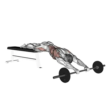 Animated demonstration: barbell rollerout from bench — target abs