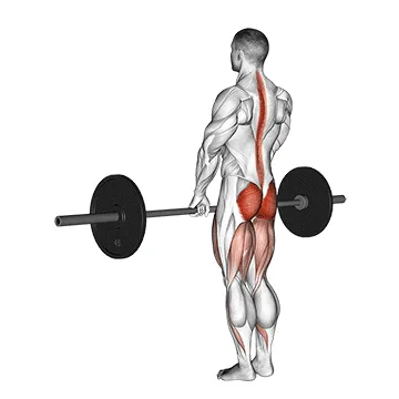 Animated demonstration: barbell romanian deadlift — target glutes