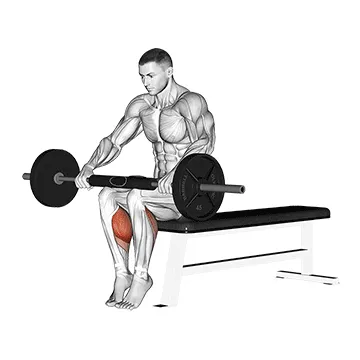 Animated demonstration: barbell seated calf raise — target calves