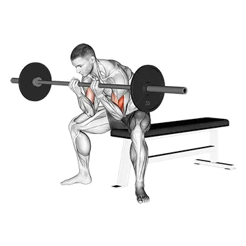 Animated demonstration: barbell seated close-grip concentration curl — target biceps