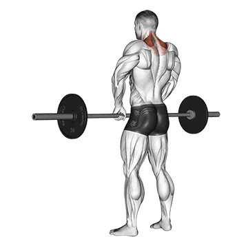 Animated demonstration: barbell shrug — target traps