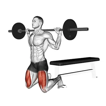 Animated demonstration: barbell squat (on knees) — target quads