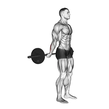 Animated demonstration: barbell standing back wrist curl — target forearms