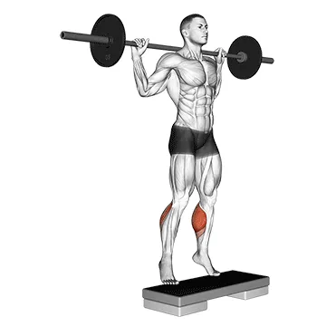 Animated demonstration: barbell standing leg calf raise — target calves