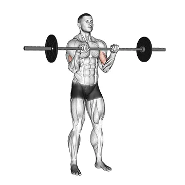 Animated demonstration: barbell standing reverse grip curl — target biceps