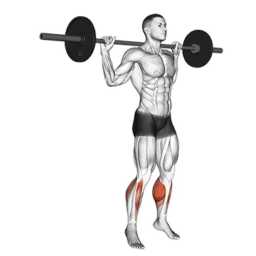 Animated demonstration: barbell standing rocking leg calf raise — target calves