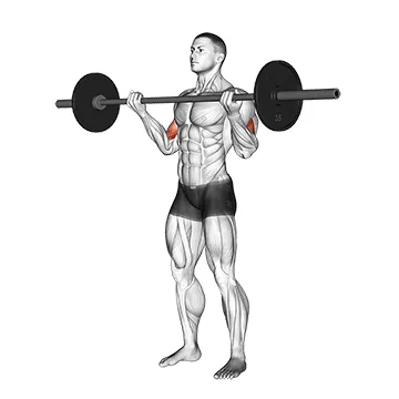 Animated demonstration: barbell standing wide-grip curl — target biceps