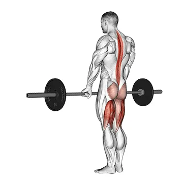 Animated demonstration: barbell straight leg deadlift — target hamstrings