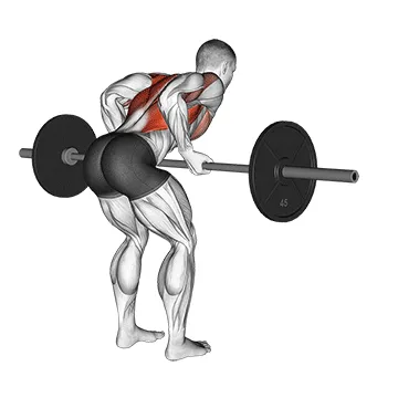Animated demonstration: barbell reverse grip bent over row — target upper back
