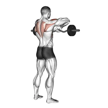 Animated demonstration: barbell upright row — target delts