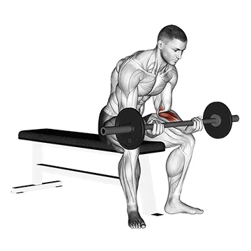 Animated demonstration: barbell wrist curl v. 2 — target forearms