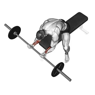 Animated demonstration: barbell wrist curl — target forearms
