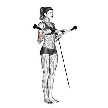 Animated demonstration: cable reverse curl — target biceps