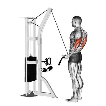 Animated demonstration: cable reverse-grip pushdown — target triceps