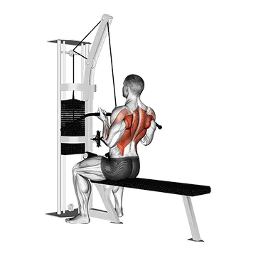 Animated demonstration: cable reverse-grip straight back seated high row — target upper back