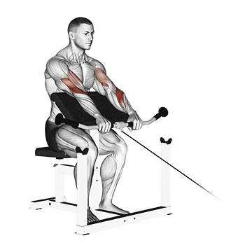 Animated demonstration: cable reverse preacher curl — target biceps