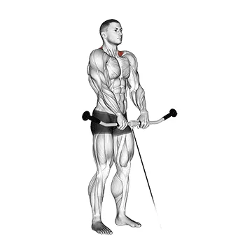 Animated demonstration: cable shrug — target traps