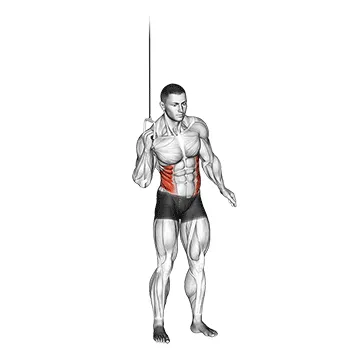 Animated demonstration: cable side crunch — target abs