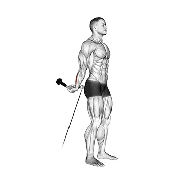 Animated demonstration: cable standing back wrist curl — target forearms