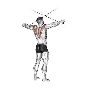 Animated demonstration: cable standing cross-over high reverse fly — target delts