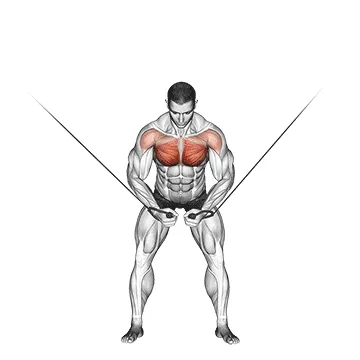 Animated demonstration: cable standing fly — target pectorals