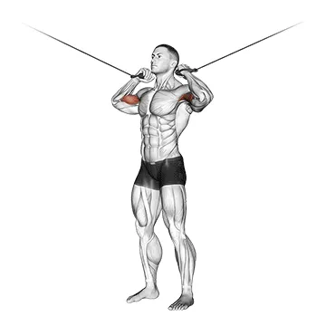 Animated demonstration: cable standing inner curl — target biceps