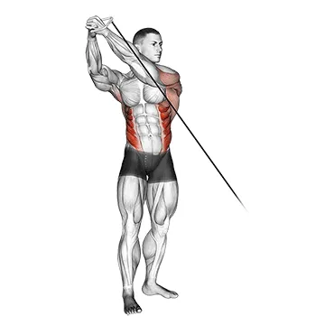 Animated demonstration: cable standing lift — target abs