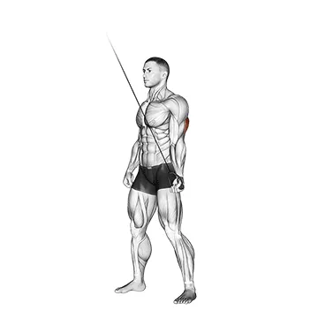 Animated demonstration: cable standing one arm triceps extension — target triceps