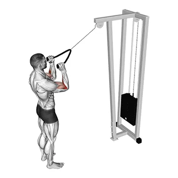 Animated demonstration: cable standing pulldown (with rope) — target biceps