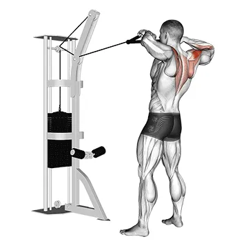 Animated demonstration: cable standing rear delt row (with rope) — target delts