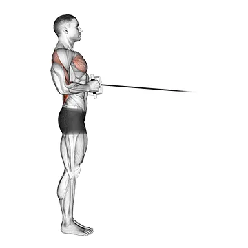 Animated demonstration: cable standing row (v-bar) — target upper back