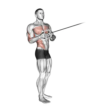 Animated demonstration: cable standing twist row (v-bar) — target upper back