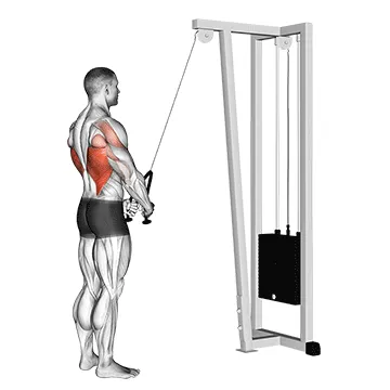 Animated demonstration: cable straight arm pulldown (with rope) — target lats