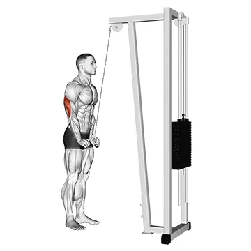 Animated demonstration: cable triceps pushdown (v-bar) — target triceps
