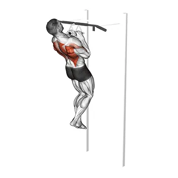 Animated demonstration: chin-ups (narrow parallel grip) — target upper back