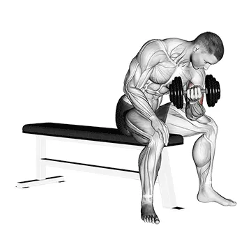 Animated demonstration: dumbbell concentration curl — target biceps