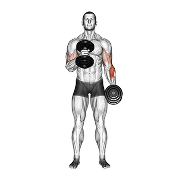Animated demonstration: dumbbell cross body hammer curl — target biceps