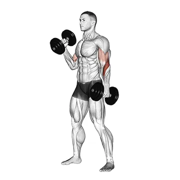 Animated demonstration: dumbbell hammer curl — target biceps