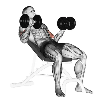 Animated demonstration: dumbbell incline biceps curl — target biceps