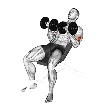 Animated demonstration: dumbbell incline curl v. 2 — target biceps