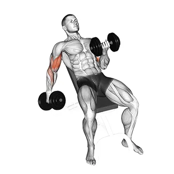Animated demonstration: dumbbell incline curl — target biceps