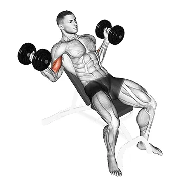 Animated demonstration: dumbbell incline inner biceps curl — target biceps