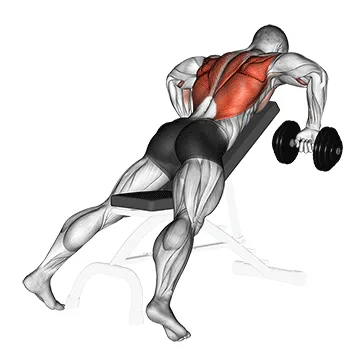 Animated demonstration: dumbbell incline row — target upper back